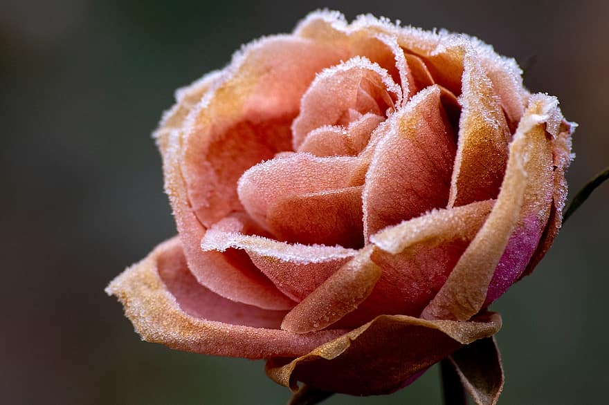 Rose, Eiskristalle, gefroren, Raureif, Rosenblätter, blühen, Blume, Blütenblätter, eisig, kalt, winterlich
