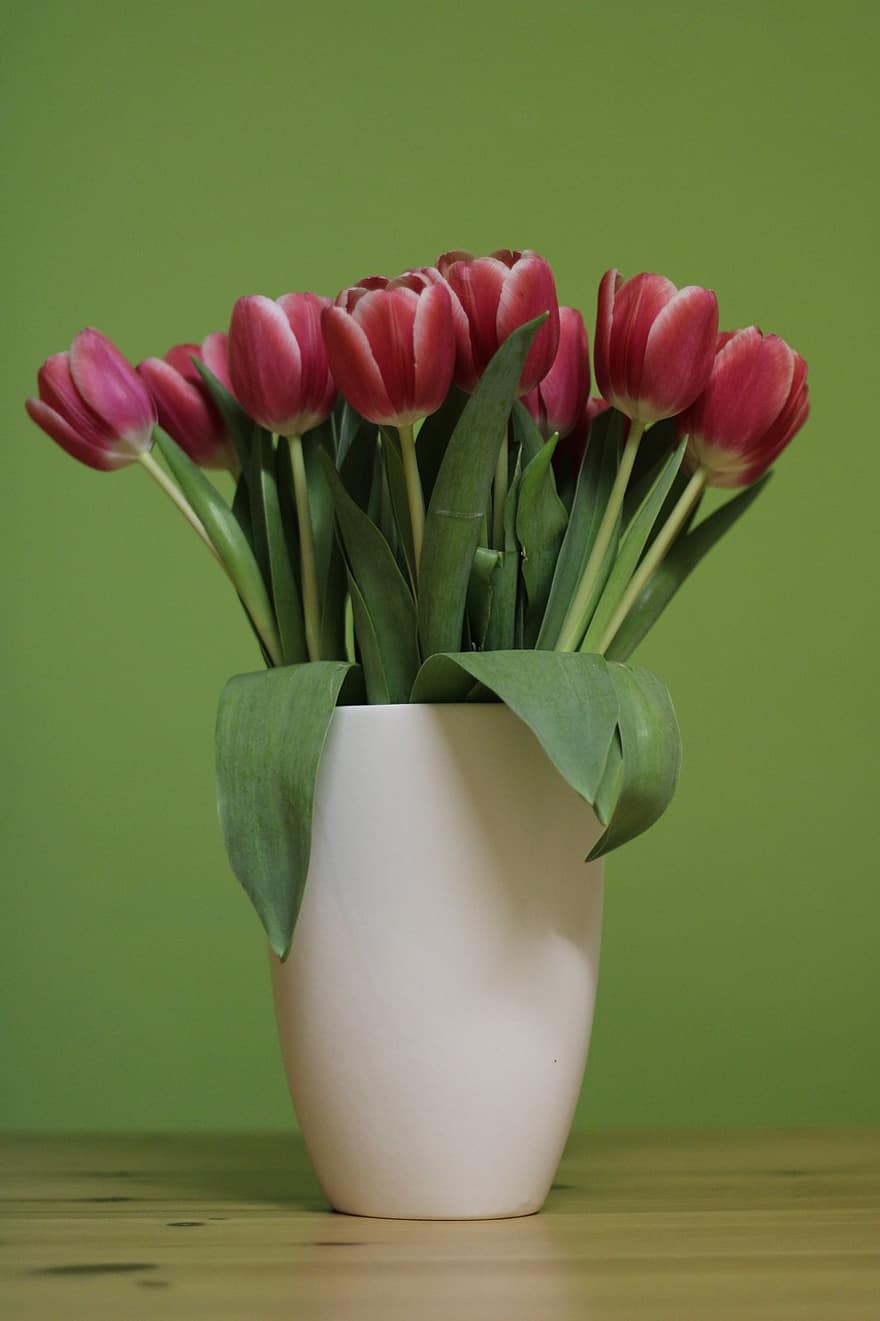 flor, tulipanes, florero, floración, decoración, planta, flora, flores, tulipán, color verde, frescura