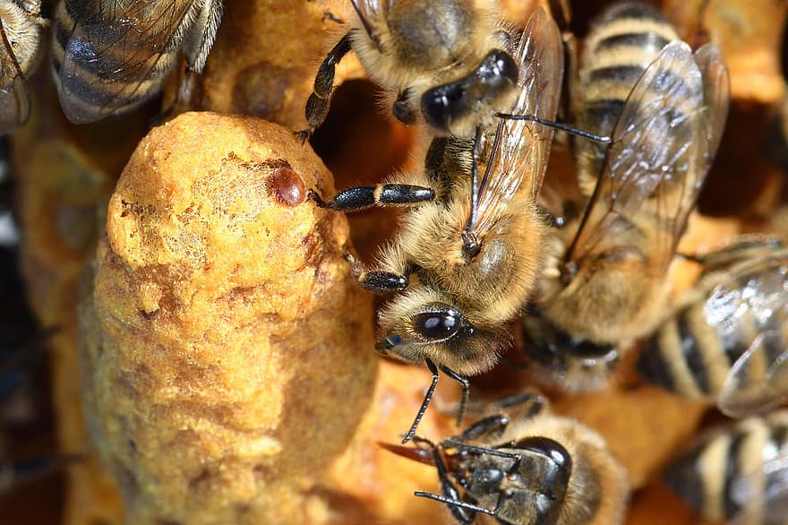 Varroa, mehiläinen, hyönteinen, hunajamehiläinen, hunaja, mehiläishoitaja, mehiläishoidon, luonto, Carnica