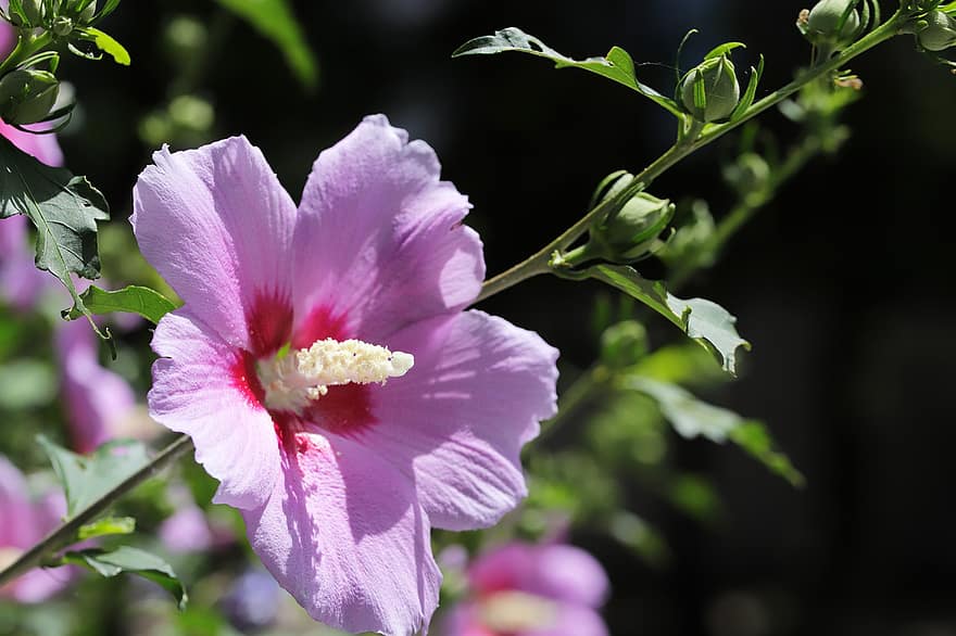sharonas roze, Parastais hibisks, rozā zieds, dārzs, augu, tuvplāns, zieds, vasarā, ziedlapiņa, lapas, ziedu galva