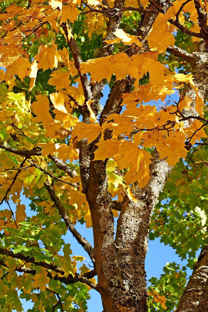 herfst, bladeren, gebladerte, boom, herfstbladeren, herfst gebladerte, herfstseizoen, bladeren vallen, Bos