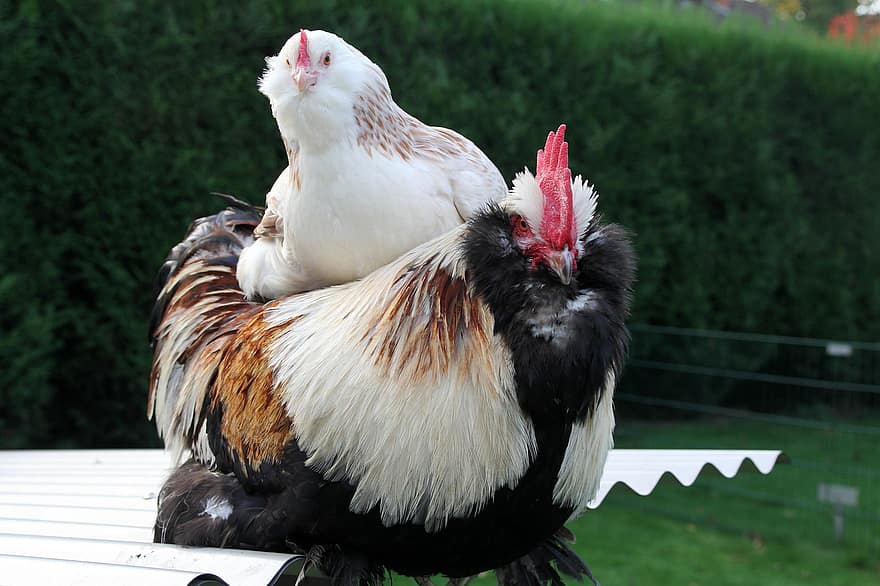 κοτόπουλα, κότες, Faverolle σολομού, πουλερικά, των ζώων, αγρόκτημα, κοτόπουλο, πουλί, γεωργία, ζώα, αγροτική σκηνή