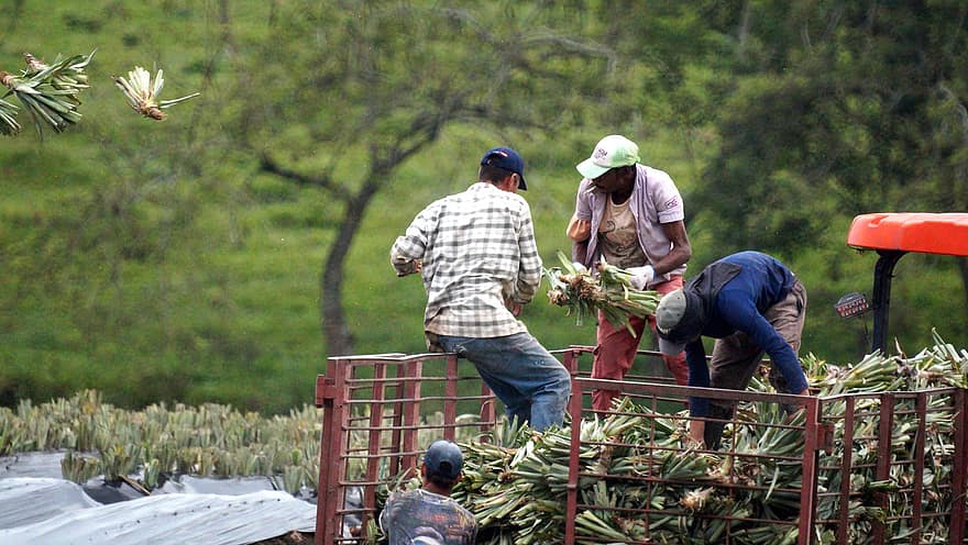 män, arbete, odlare, Plantering Av Ananas
