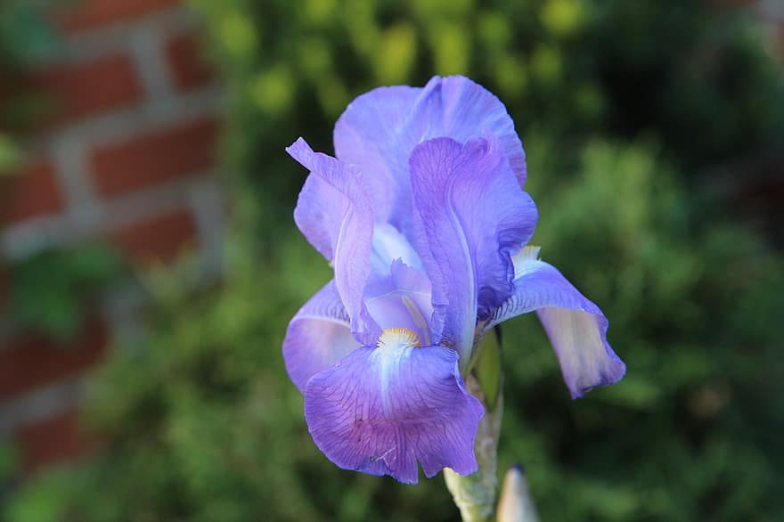 Iris, Blue Iris, Blue Flower, Petals, Blue Petals, Bloom, Blossom, Flora, Nature, Close Up, Single Flower