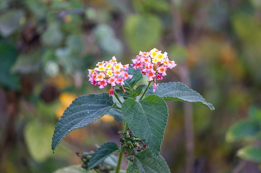 Lantana, Flower, leaf, plant, close-up, summer, green color, flower head, freshness, multi colored, yellow