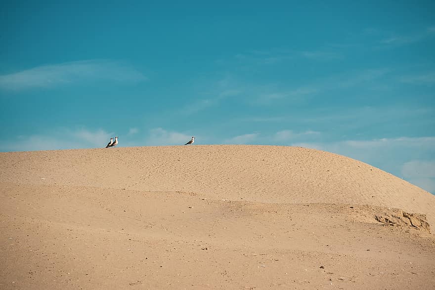 homok, dűne, madarak, ég, sirály, sivatag, homokdűne, száraz, tájkép