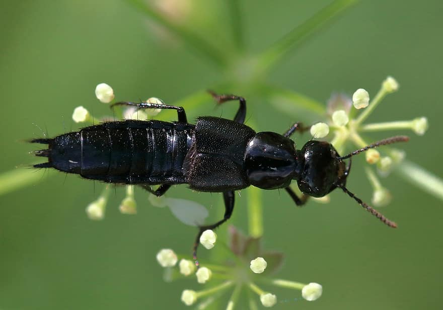 Rove Beetle, μαύρος, φυτό, macro, έντομο, φύση, φυσικός