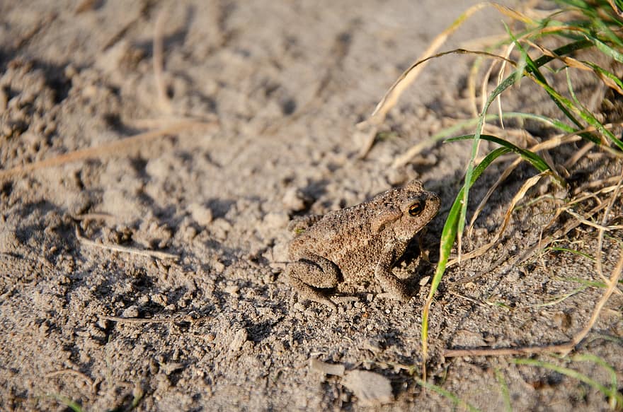 Natterjack Toad, Con cóc sậy, con ếch, Ếch cát, lưỡng cư