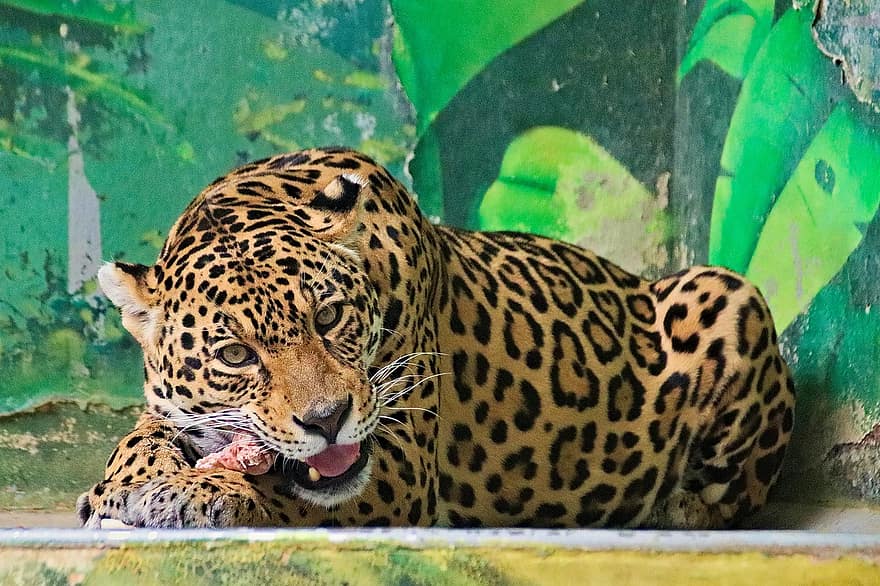 leopardo, animal, mamífero, comiendo, felino, carnívoro, depredador, fauna silvestre, safari, zoo, naturaleza