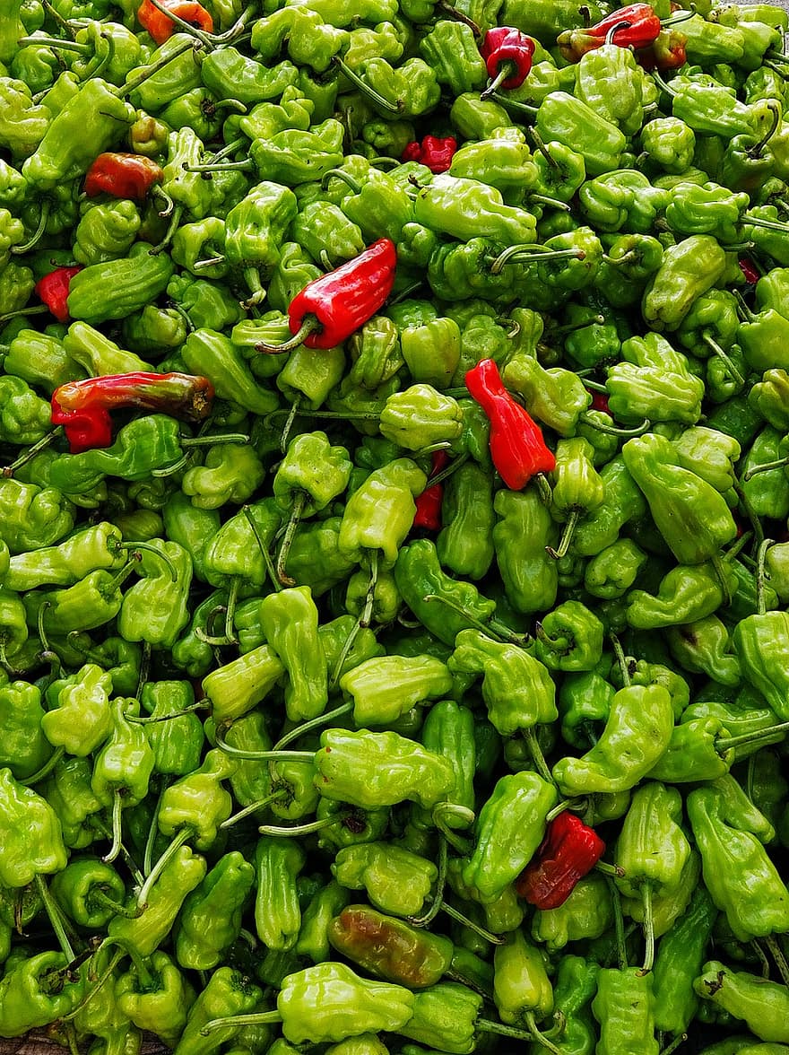 chilli, zeleniny, jídlo, zelené papriky, red hot chili peppers, organický, čerstvý