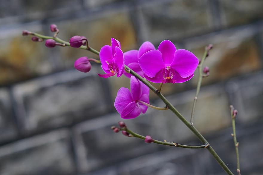 orchidées, fleurs, Fleurs pourpres, pétales, pétales violets, Floraison, fleur, flore, orchidaceae, les plantes, plantes à fleurs