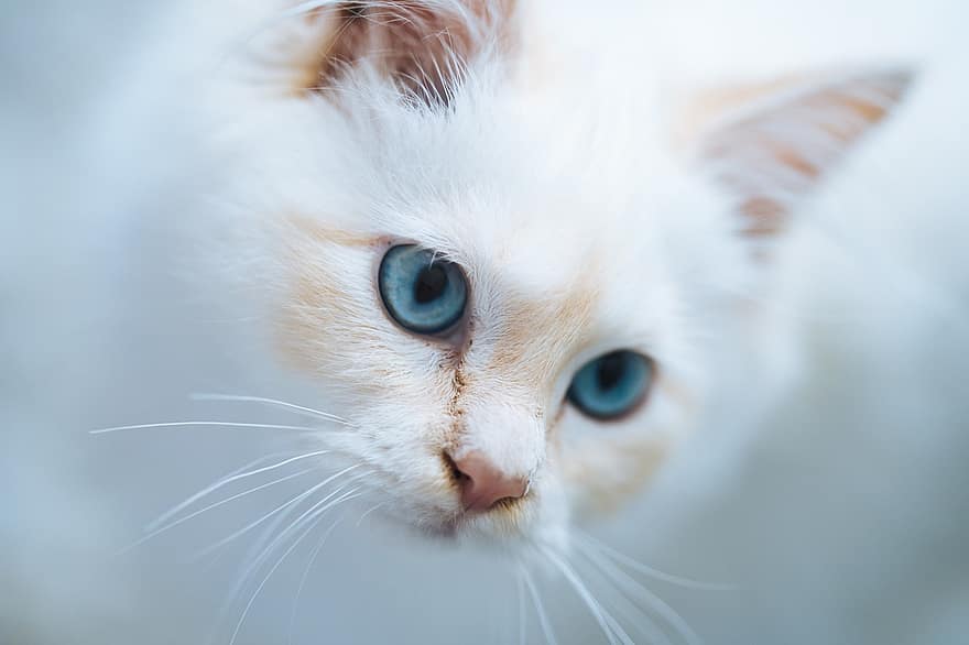 kedi, Evcil Hayvan, hayvan, Beyaz kedi, yüz, bıyık, ev kedisi, memeli, sevimli, kapatmak, portre