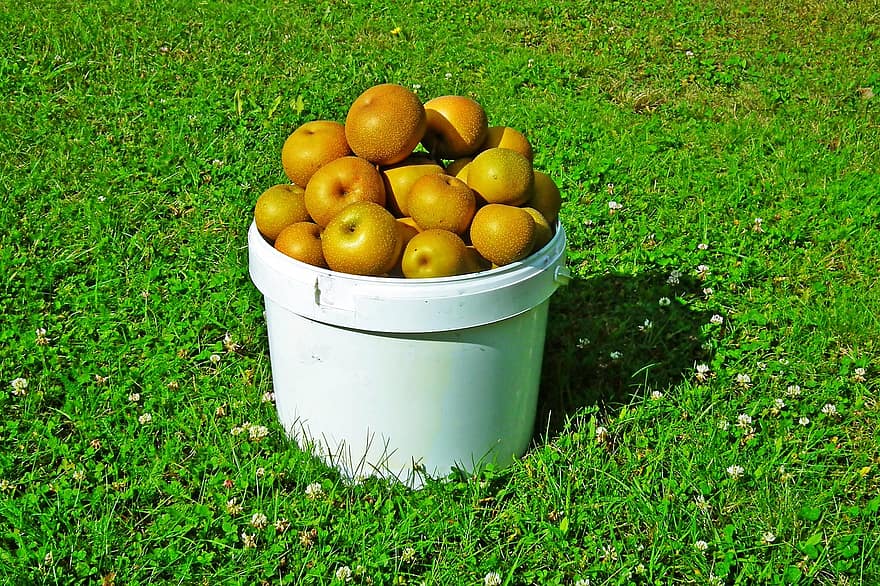päron, frukt, färsk, hink, vitaminer, mogen, hälsosam, ljuv, gräsmatta, sommar, trädgård