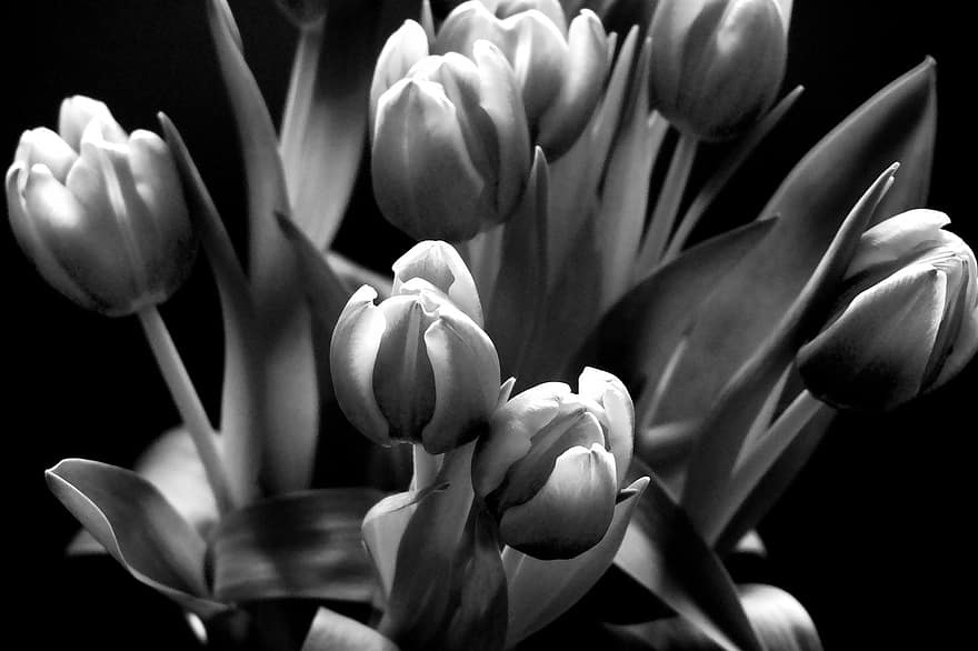 tulipaner, blomster, kronblade, flor, blomstre, flora, plante, monokrom, sort og hvid, blomst, tæt på