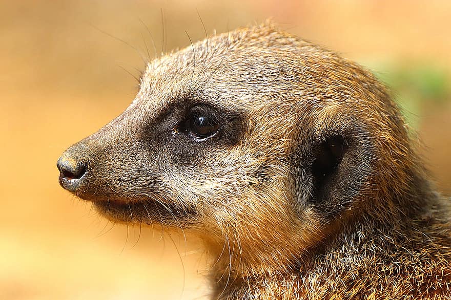 meerkat, face, mamífero, animal selvagem, duisburg, fechar-se, natureza, ao ar livre, animais em estado selvagem, fofa, mangusto