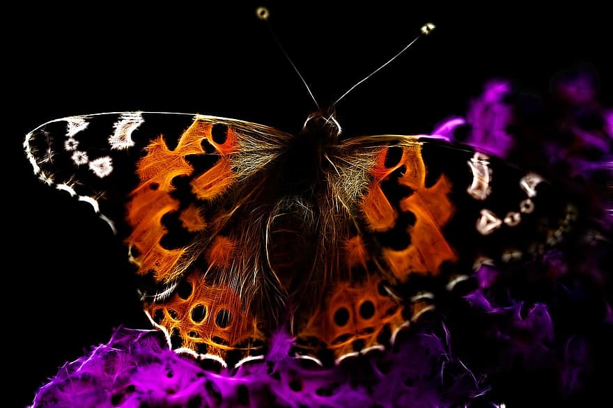 Vanessa Cardui, fractalius, ardent, primer pla, edelfalter, papallona, insecte, naturalesa, art fotogràfic, resum