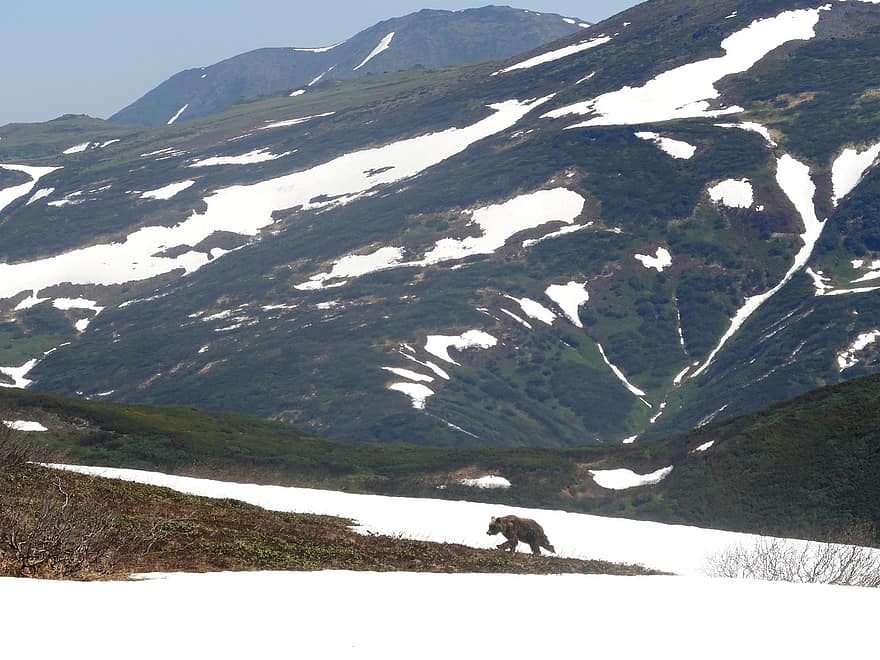 Niedźwiedź, bestia, drapieżnik, dziki, zwierzę, zagrożenie, góry, śnieg, wiosna
