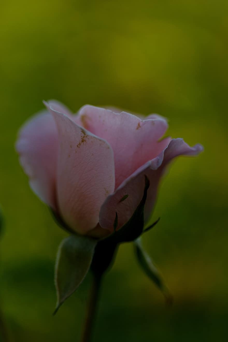 Rose, lyserød, blomster, kærlighed, natur, bryllup, romantisk, blomstre, flor, Valentins Dag, romantik