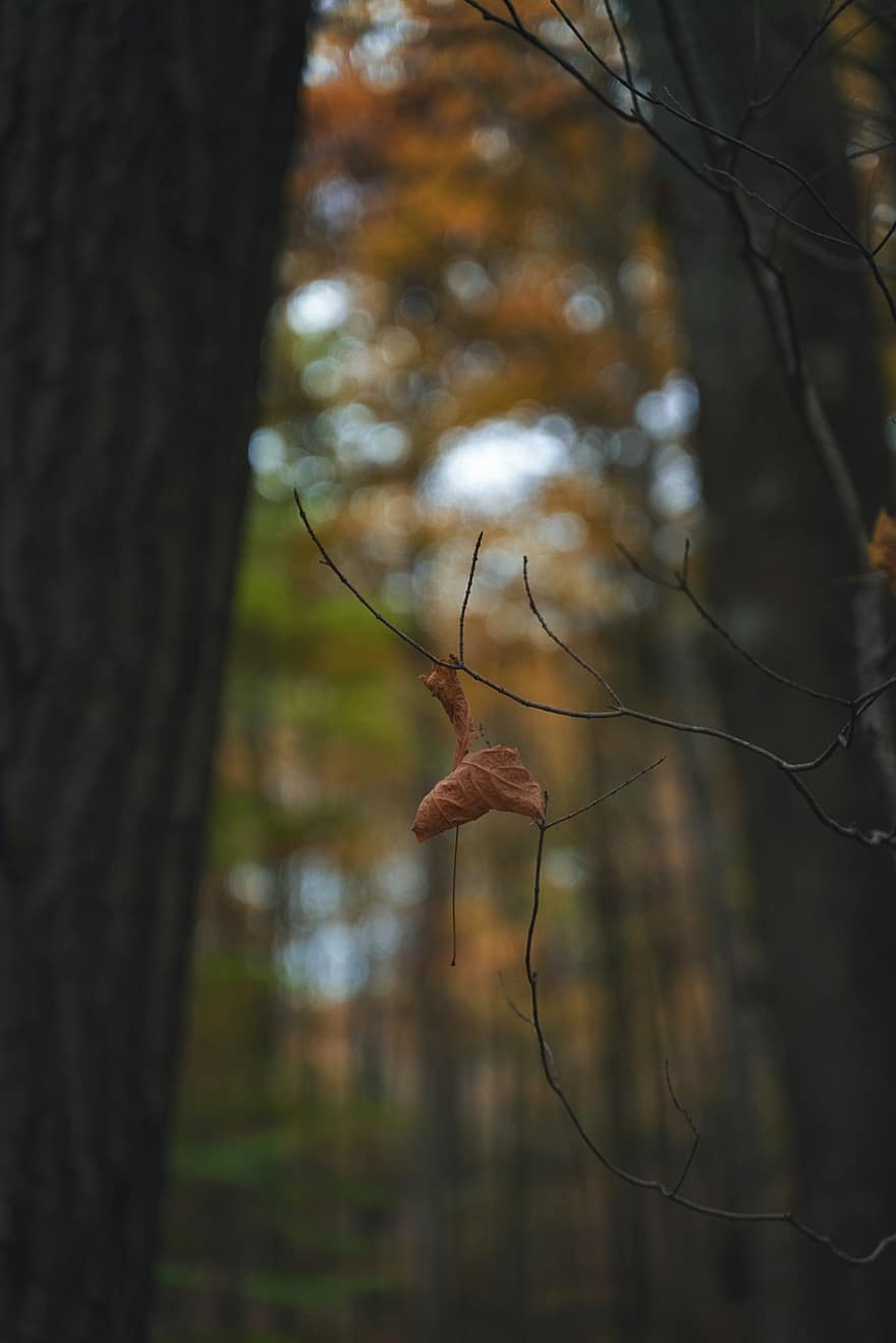 l'automne, forêt, les bois, la nature, paysage, tomber, automne
