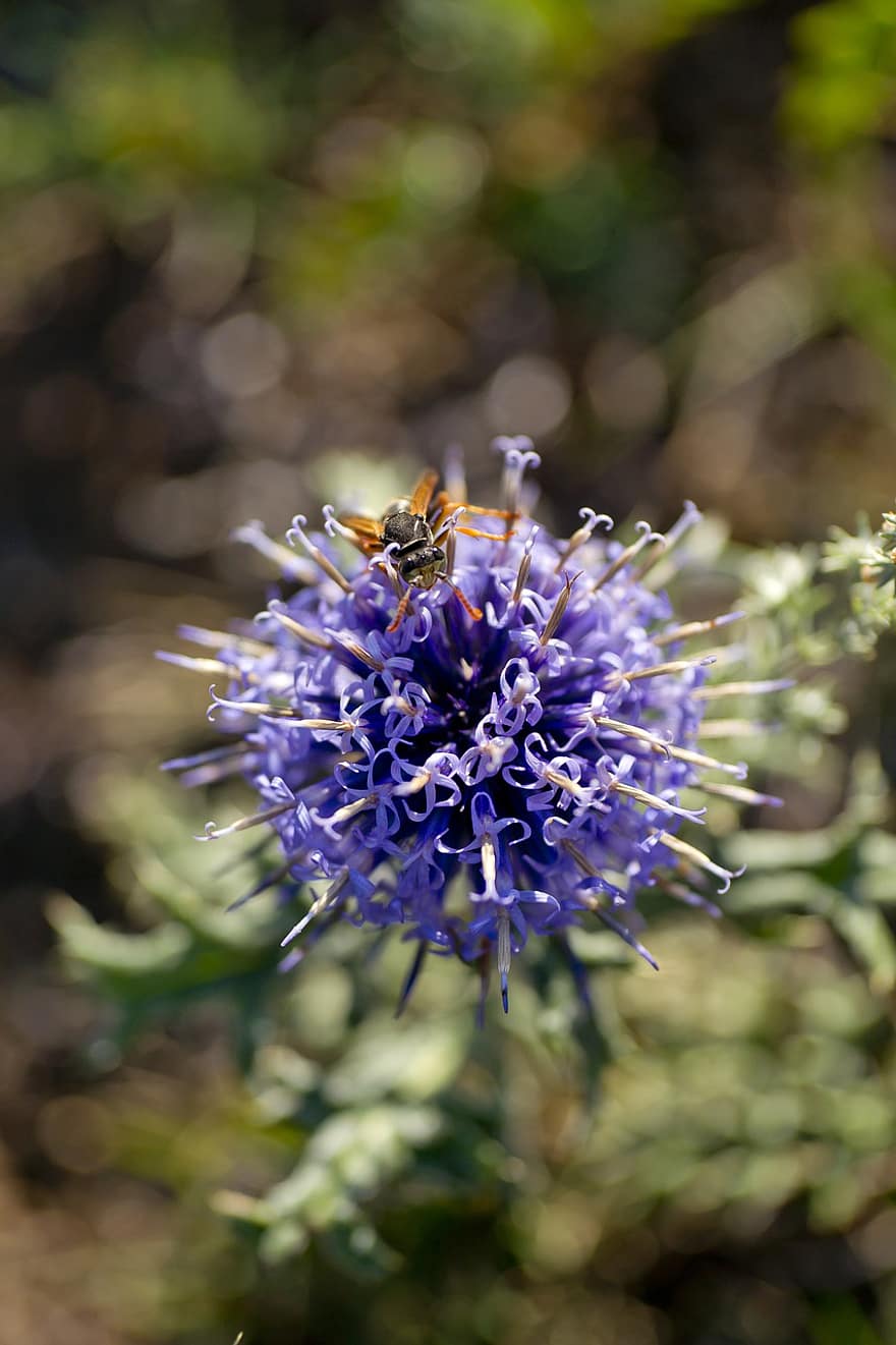 albină, insectă, poleniza, polenizare, floare, insectă înțepată, aripi, natură, hymenoptera, entomologie