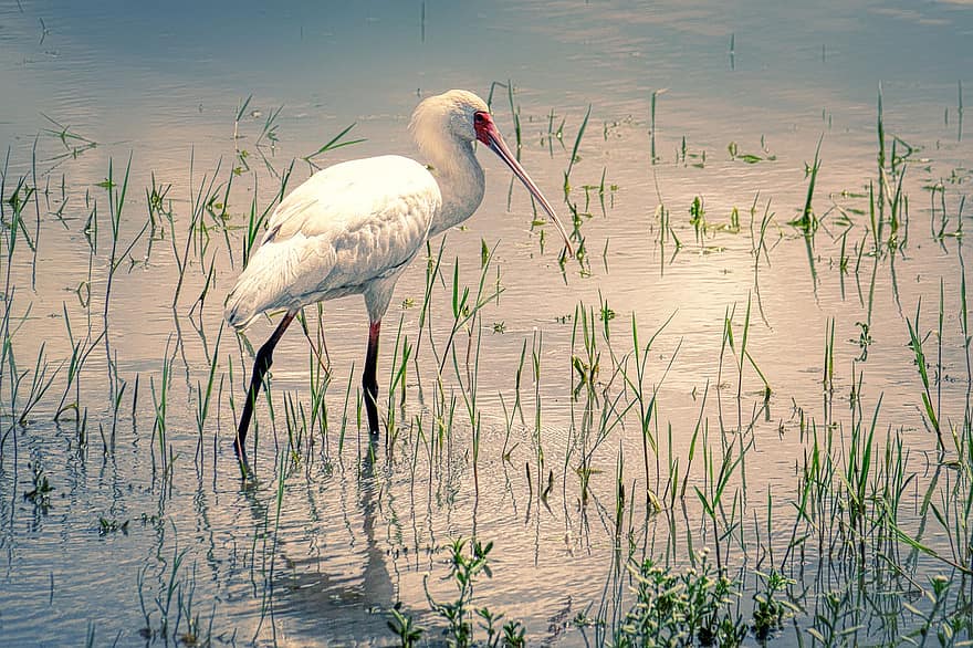 Bird, Stork, Water Bird, Pond, Water, Wetlands, Feathers, Plumage, Ave, Avian, Ornitology