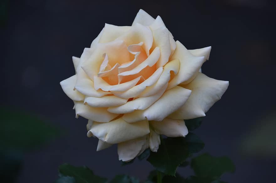 rosas, Rosa Branca, Flor branca, jardim, natureza, flor do casamento, fundo