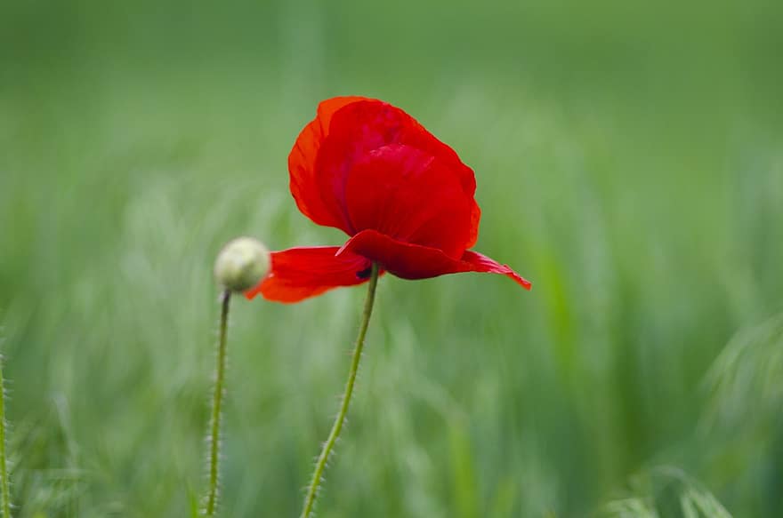 Poppy, Flower, Red Poppy, Red Flower, Petals, Red Petals, Bloom, Blossom, Flora, Nature, green color