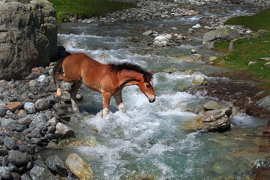 häst, flod, bach, vatten, stenar, djur-