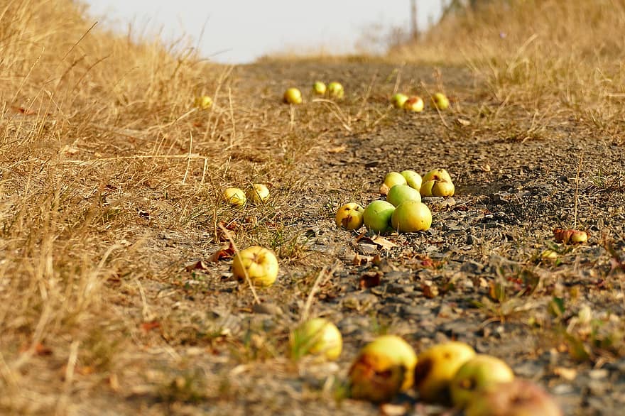 jablko, ovocný sad, ovoce, jídlo, neočekávané, sklizeň, podzim
