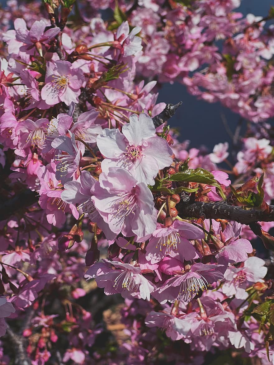 flores de ameixa, Japão, Primavera, florescendo, flores, botões, pétalas, Rosa, Tóquio, árvore, galhos