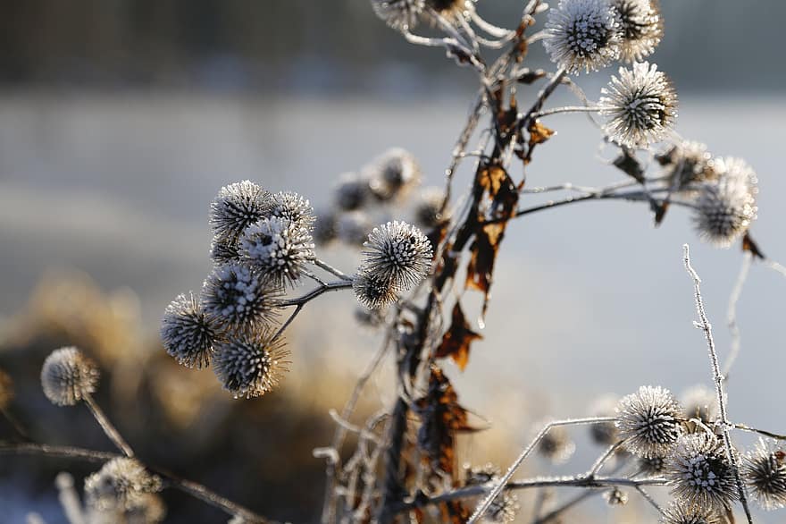 พืช, ดอกไม้, eiskristalle, รัตนากร, น้ำค้างแข็ง, แช่แข็ง, ฤดูหนาว, หนาว