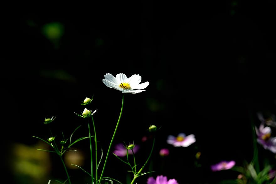 Common Cosmos, Flowers, Bloom, Cosmos, Blossom, Buds, Flora, Floriculture, Horticulture, Botany, Garden