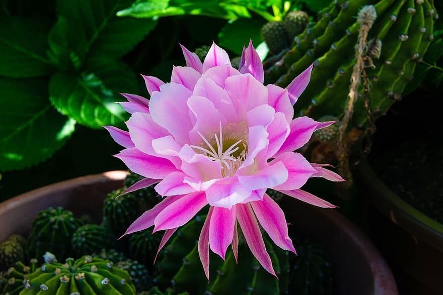 cactus, flor, flor rosa, pètals de color rosa, pètals, florir, flora, floricultura, horticultura, botànica, naturalesa