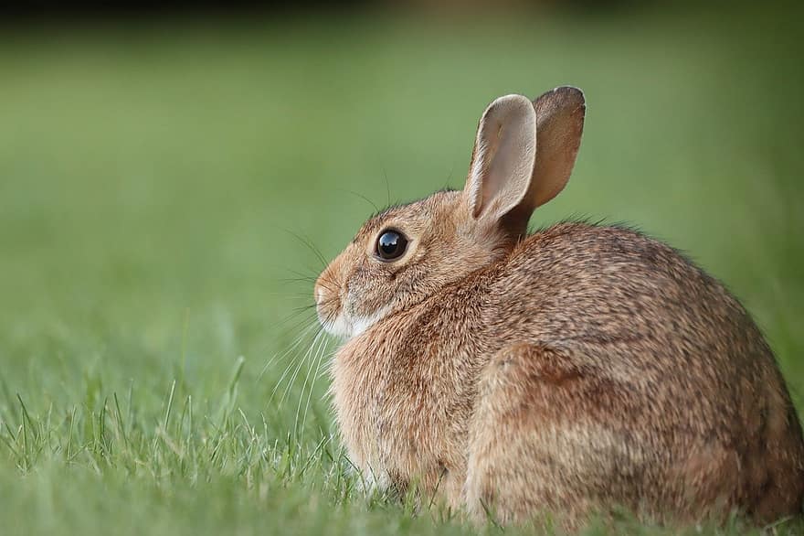coniglio di silvilago, coniglio selvatico, erba, coniglio, coniglietto, cortile, Marrone, avvicinamento, carina, animali domestici, piccolo