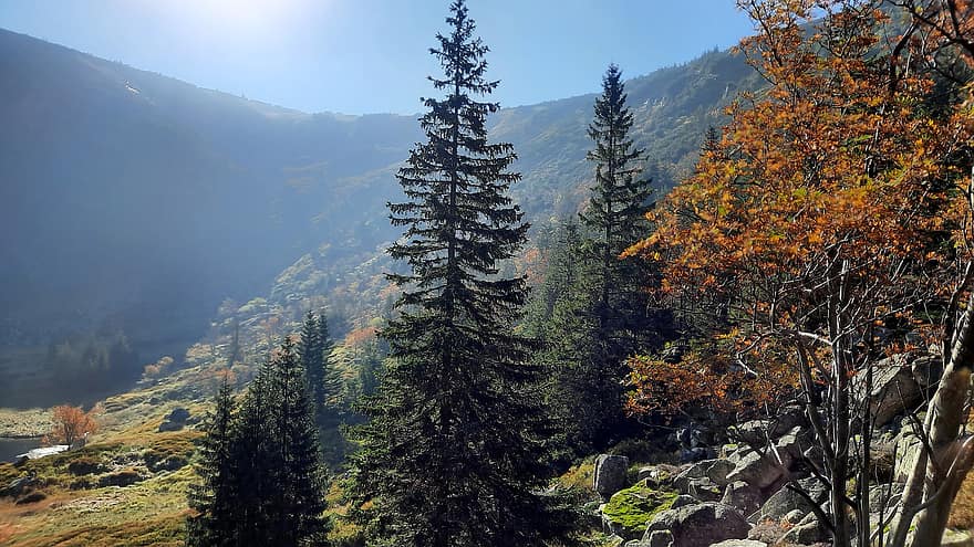 горы, лес, осень, деревья, природа, Польша, гора, дерево, пейзаж, время года, желтый
