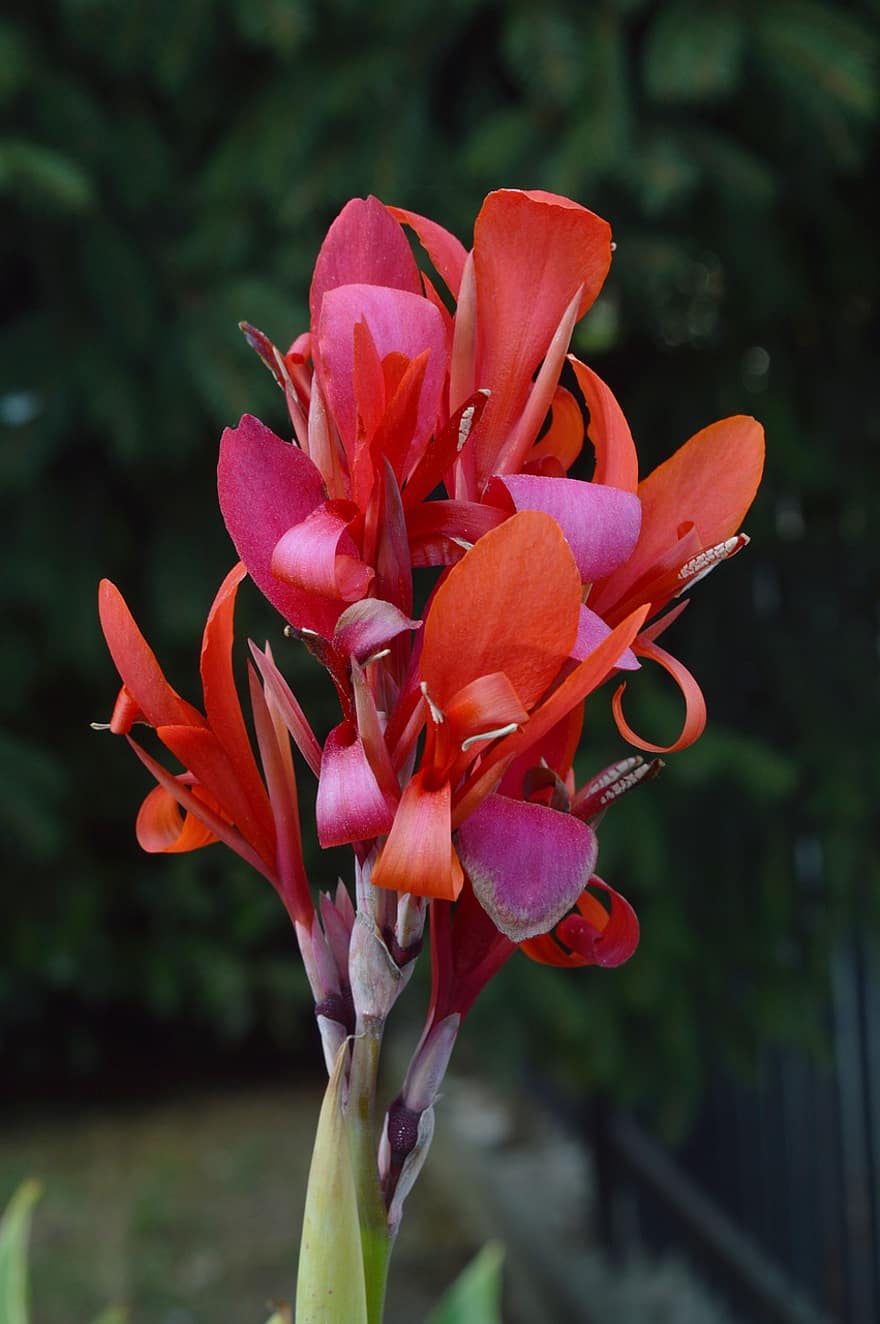 gladiolus, kukat, punaiset kukat, terälehdet, punaiset terälehdet, kukinta, kukka, kasvisto, kasvi