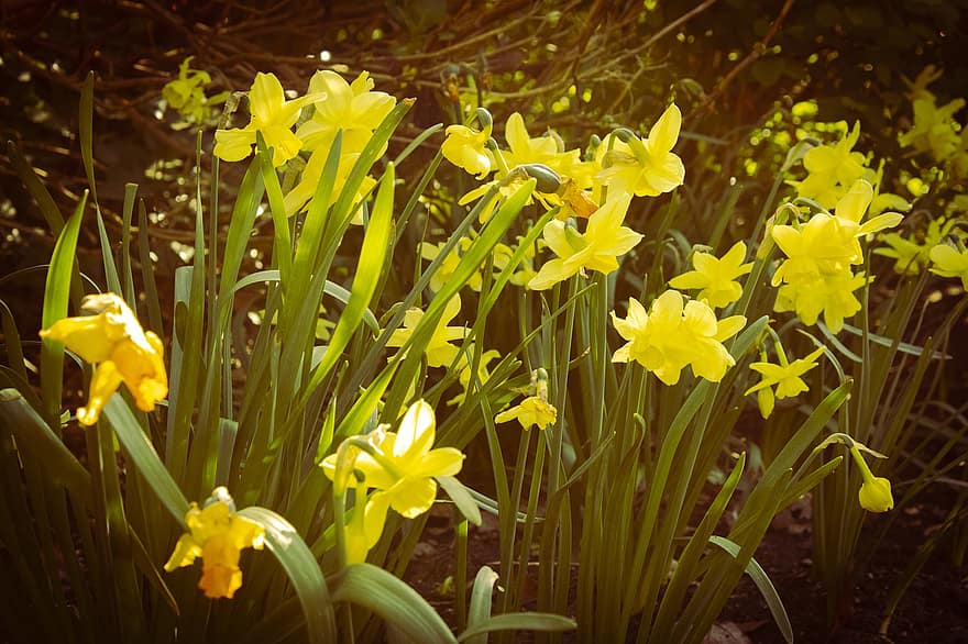 květiny, narcis, květ, botanika, růst, Příroda, rostlina, krajina, žlutá, jaro, zelená barva