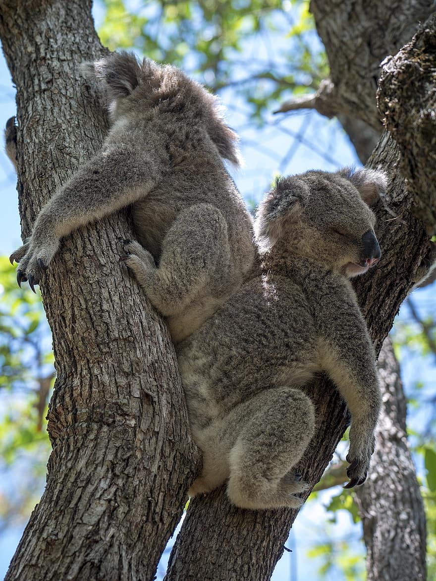 koala, urs, copaci, ramuri, frunze, frunziş, pui de somn, dormi, animal, drăguţ, sălbatic