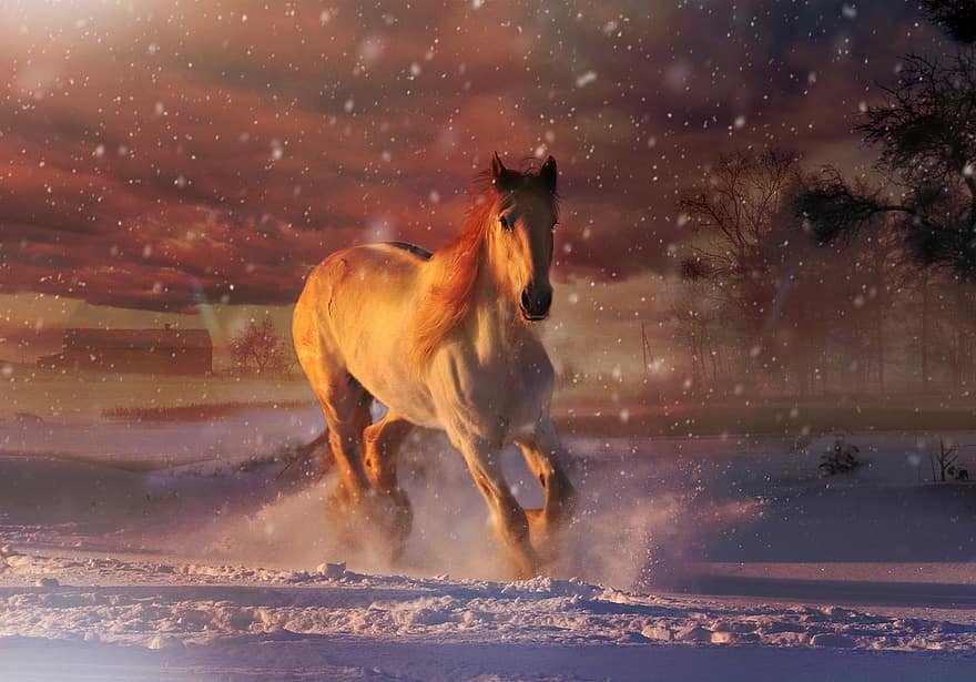 hvide hest, galopperende, vinter, snefald, sne, hest, heste-, dyr, natur, hingst, gård