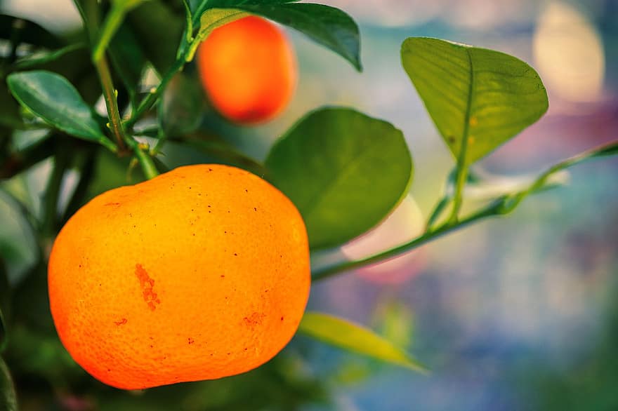 kumquat, frukt, växt, orange, mat, citrus-, citrusfrukt, Citrus Japonica, Rutaceae, organisk, hälsosam