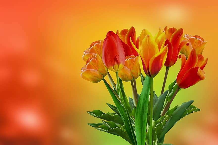 naturaleza, las flores, primavera, tulipanes, flores, floración, tarjeta de felicitación, flor, planta, amarillo, verano