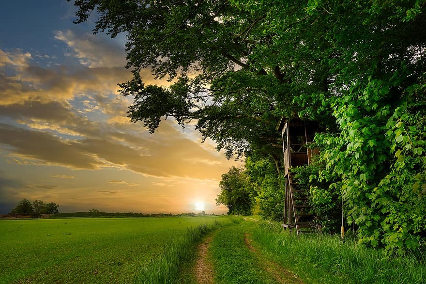 jauh, matahari terbenam, hutan, alam, pemandangan, langit, padang rumput, cahaya, senja, suasana hati, berjalan