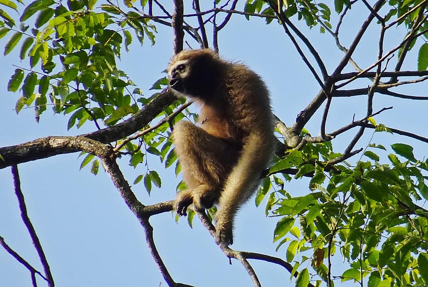 Western Hoolock Gibbon, femelle, singe, primate, mammifère, animal, faune, Hoolock Hoolock, Hylobatidae, assam, arbre