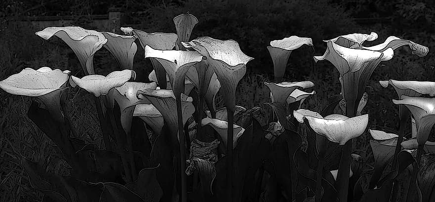 lilly, Lillies, alb-negru, floare, a inflori, inflori, natură, plantă, botanic, petale
