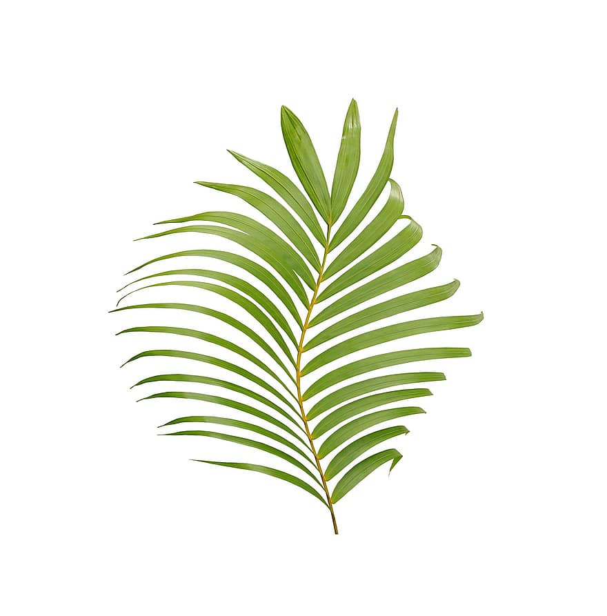 palma, hoja, tropical, planta, naturaleza, árbol, exótico, Coco, botánica, fronda, verano