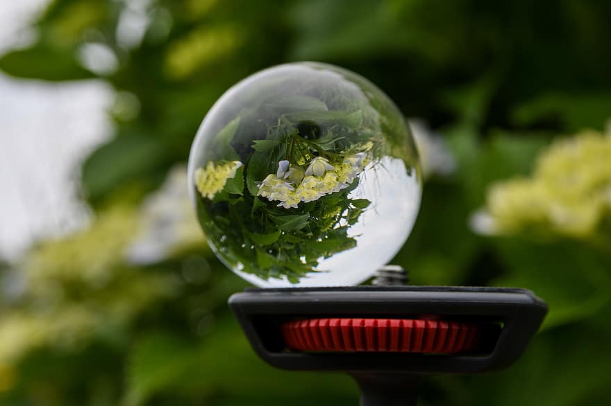 lensball, fiori, riflessione, palla di vetro, palla di cristallo, ortensia, pianta, giardino, natura