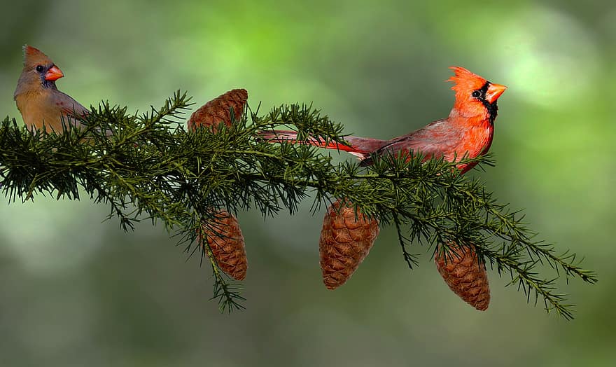 kardinaler, fågel, grenar, uppflugen, manlig fågel, kvinnlig fågel, redbirds, röda kardinaler, sångfåglar, djur, vilda djur och växter