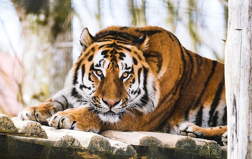 Tygrys, zwierzę, ogród zoologiczny, duży kot, paski, koci, drapieżnik, ssak, trawa, łąka, Natura