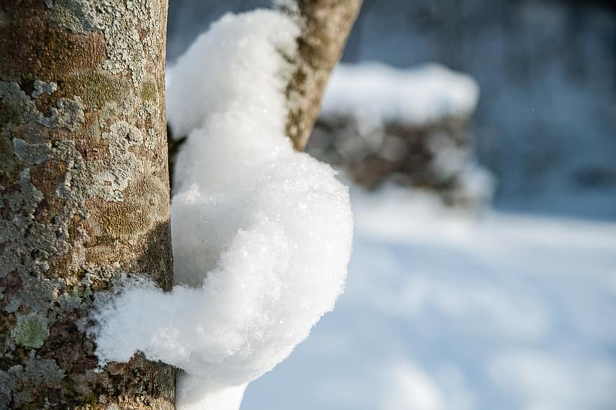 strom, kufr, sníh, kůra stromu, kůra, kmen stromu, zasněžený, zimní, jinovatka, mrazivý, ledový