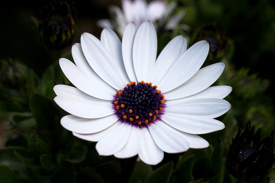 African Daisy, Flower, Plant, Daisy, Petals, White Flower, Osteospermum, Gazania, Bloom, Wildflower, Spring